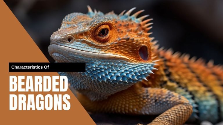 Bearded Dragon Characteristics Common Characteristics of Bearded Dragons