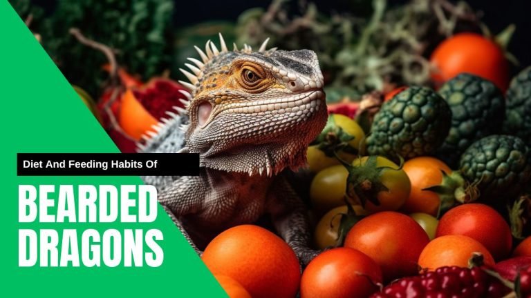 Diet And Feeding Habits Of Bearded Dragons