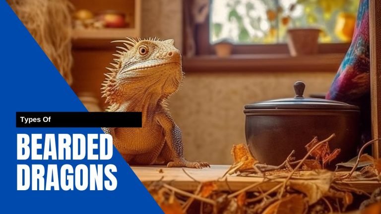 All The Different Types Of Bearded Dragons: Listed Here Different types of BEARDED Dragons