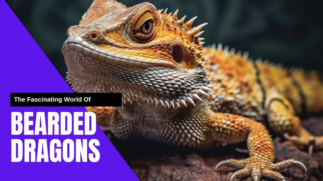 Discover The Fascinating World Of Bearded Dragons