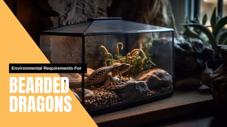 Environmental Requirements For Bearded Dragons