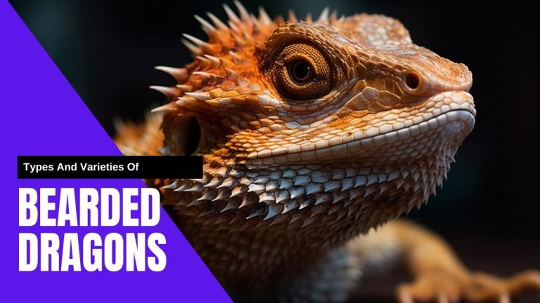 Exploring The Diverse Types And Varieties Of Bearded Dragons