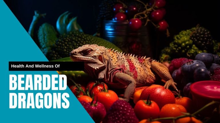 Health And Wellness Of Bearded Dragons