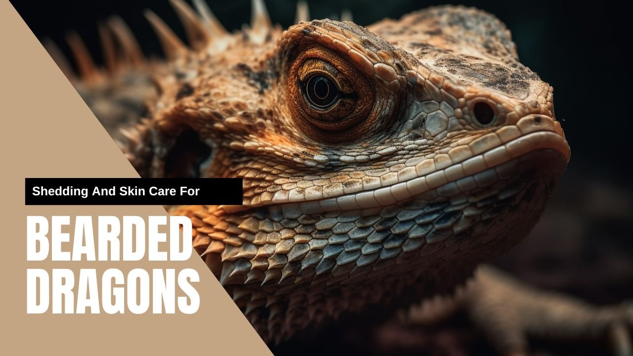 Shedding And Skin Care For Bearded Dragons