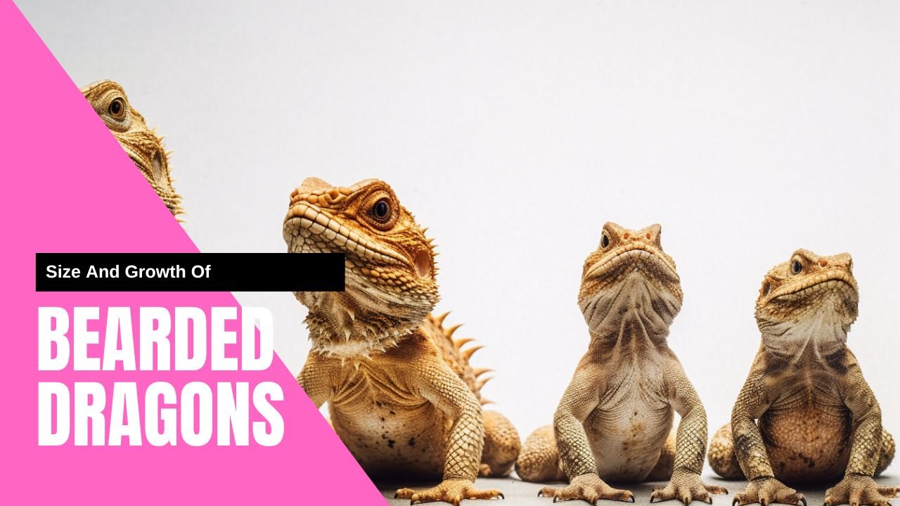 Size And Growth Of Bearded Dragons