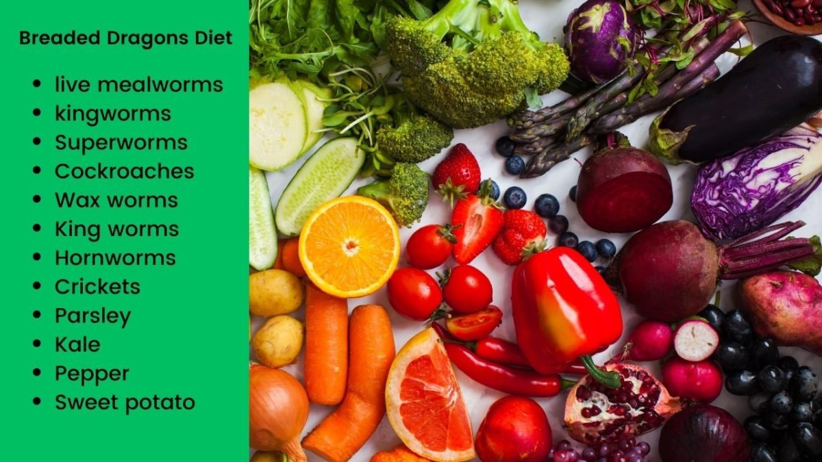 Diet And Feeding Habits Of Bearded Dragons