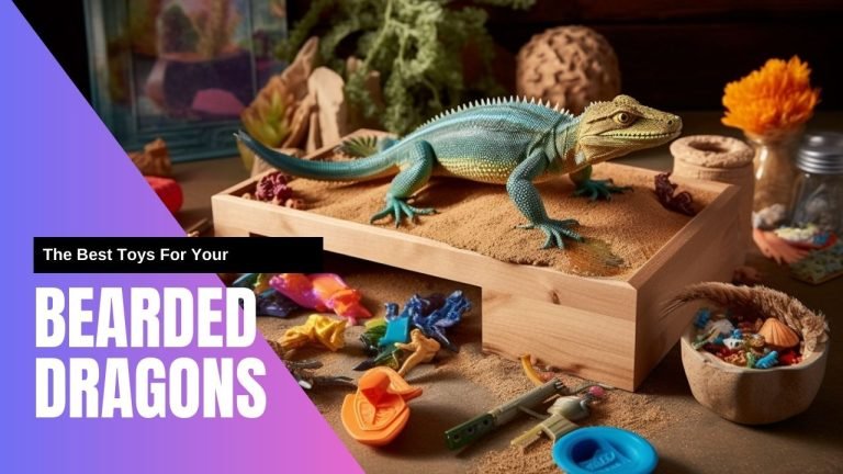 Bearded Dragon playing with toys