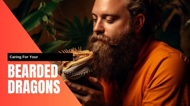 caring for your bearded dragon