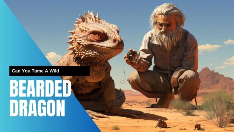 Can I Have A Wild Bearded Dragon As A Pet? Can I Have A Wild Bearded Dragon As A Pet