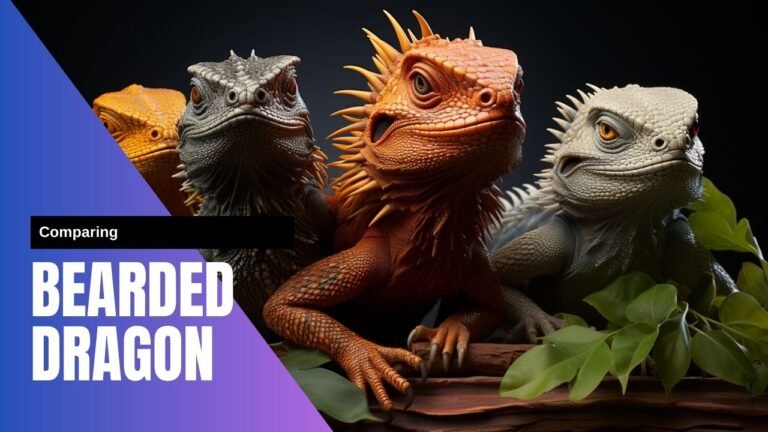 Comparing bearded dragons to other pet reptiles