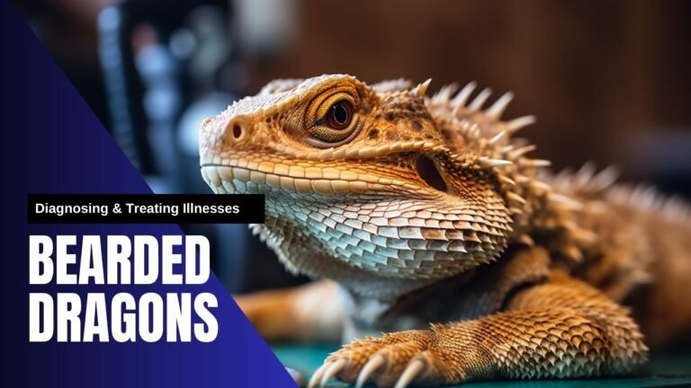 Diagnosing & Treating Illnesses bearded dragon