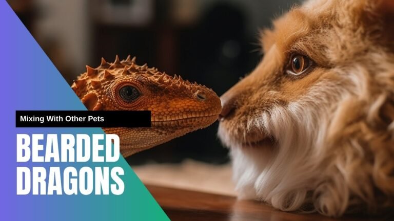 Mixing other pets with bearded dragon