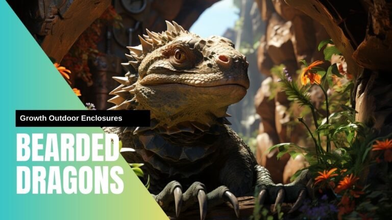 Can Bearded Dragon Live In Outdoor Enclosures Outdoor Enclosures for your bearded dragon