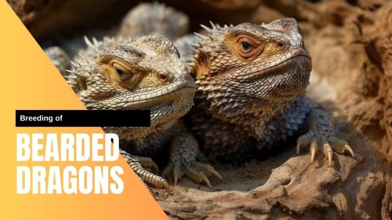 breeding of bearded dragon. Two bearded dragons in a nest laying eggs.
